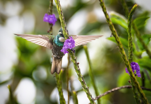 2025 Costa Rica Parque Nacional Los Quetzales Weisskehlnymphe Bild02
