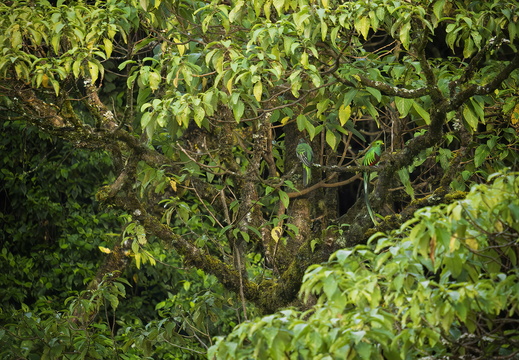 2025 Costa Rica Parque Nacional Los Quetzales Göttervogel  Prachtquetzal  Bild03 web