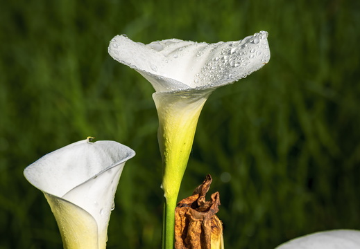 2025 Costa Rica Parque Nacional Los Quetzales Gewöhnliche Calla Bild02 web