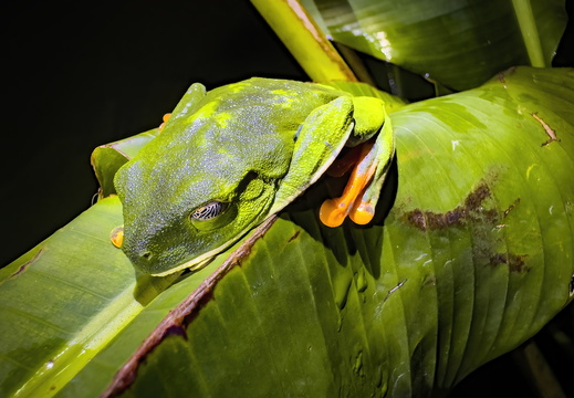 2025 Costa Rica Parque Nacional Los Quetzales Gold-Laubfrosch Bild01 web