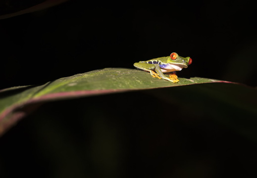 2025Costa Rica Parque Nacional Los Quetzales Rotaugenlaubfrosch Bild01 web