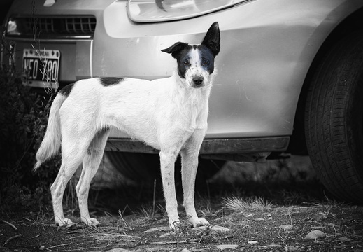 2026 Argentinien Patagonien El Calafate Strassenhund Street dog Bild02 web