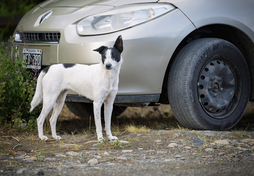 2026 Argentinien Patagonien El Calafate Strassenhund Street dog Bild01 web