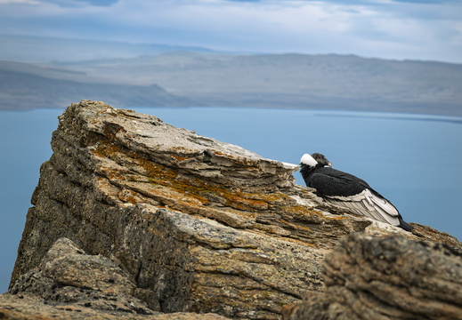 2026 Argentinien Patagonien El Calafate Andenkondor Andean condor Vultur gryphus Bild04 web