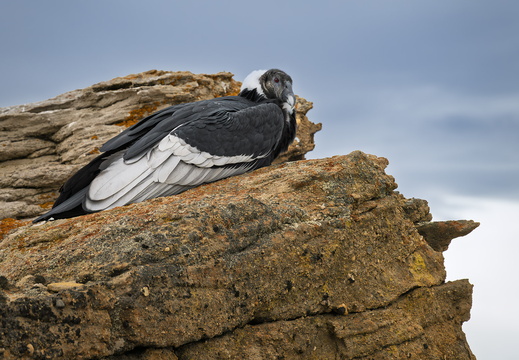 2026 Argentinien Patagonien El Calafate Andenkondor Andean condor Vultur gryphus Bild09 web