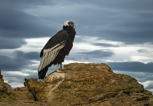 2026 Argentinien Patagonien El Calafate Andenkondor Andean condor Vultur gryphus Bild10 web