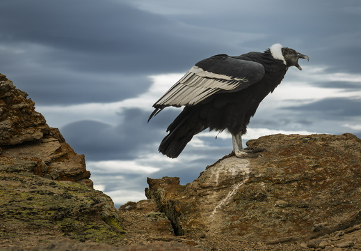 2026 Argentinien Patagonien El Calafate Andenkondor Andean condor Vultur gryphus Bild11 web