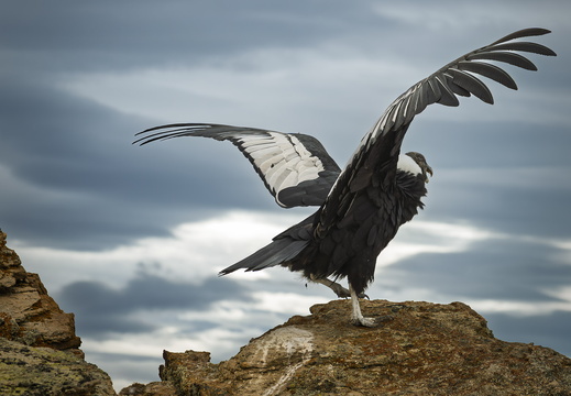 2026 Argentinien Patagonien El Calafate Andenkondor Andean condor Vultur gryphus Bild12 web