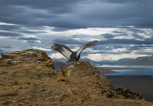 2026 Argentinien Patagonien El Calafate Andenkondor Andean condor Vultur gryphus Bild13 web