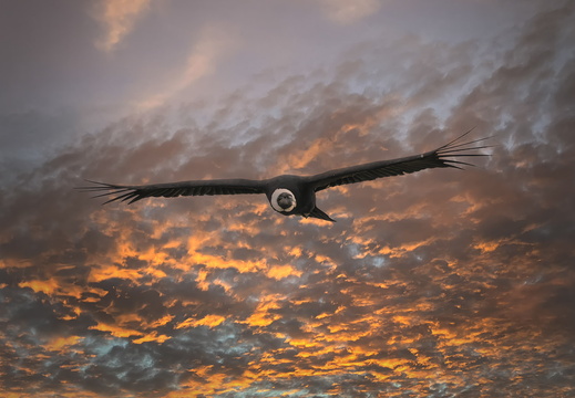 2026 Argentinien Patagonien El Calafate Andenkondor Andean condor Vultur gryphus Bild15 web