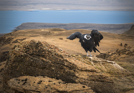 2026 Argentinien Patagonien El Calafate Andenkondor Andean condor Vultur gryphus Bild16 web