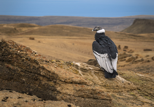 2026 Argentinien Patagonien El Calafate Andenkondor Andean condor Vultur gryphus Bild18 web