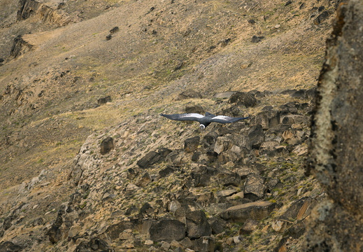 2026 Argentinien Patagonien El Calafate Andenkondor Andean condor Vultur gryphus Bild20 web