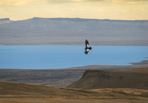 2026 Argentinien Patagonien El Calafate Andenkondor Andean condor Vultur gryphus Bild21 web