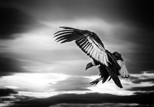 2026 Argentinien Patagonien El Calafate Andenkondor Andean condor Vultur gryphus Bild22 web sw