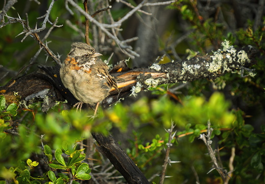 2026 Argentinien Patagonien Morgenammer Rufous-collared Sparrow Zonotrichia capensis Bild02 web
