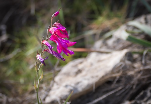 2025 03 Mallorca Wilde Orchidee Violetter Dingel Bild01 web
