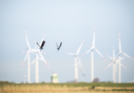 2025 04 Husum Kiebitz Bild02 web
