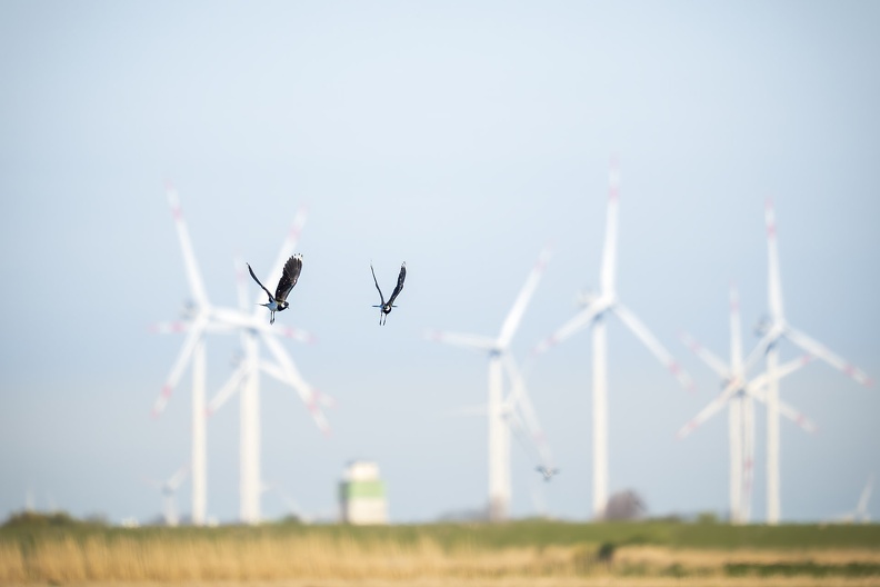 2025_04_Husum_Kiebitz_Bild02_web.jpg