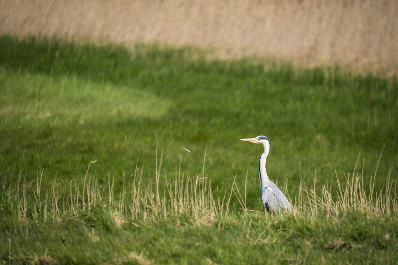 2025_04_Sylt_Graureiher_Bild01_web.jpg