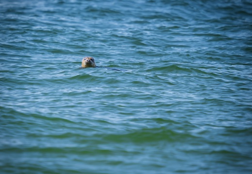 2025 04 Sylt Seehund Bild01 web