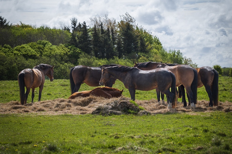 2025_05_Sylt_Pferd_Bild01_web.jpg