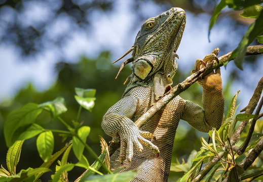 Costa Rica Provinz Limón