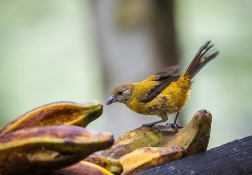 2025 Costa Rica Boca Tapata Passerini-Tangare Bild03 web
