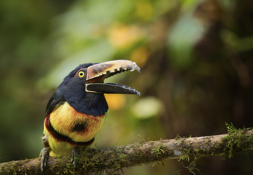 2025 Costa Rica Halsbandarassari Bild02 web