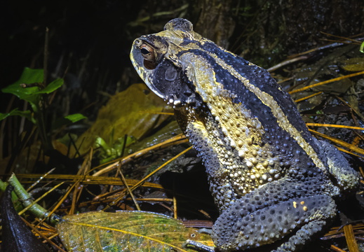 2025 Costa Rica La Fortuna Aga Kröte Bild01 web