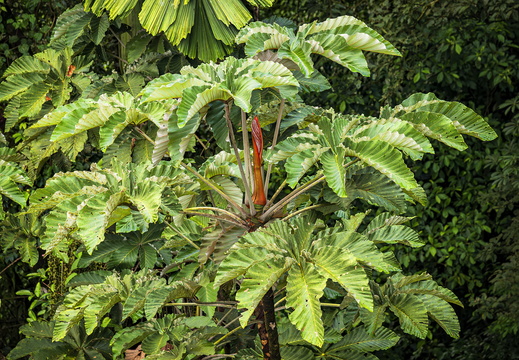 2025 Costa Rica La Fortuna Trompetenbaum Bild02 web