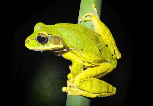 2025 Costa Rica La Fortuna Costa Rica Laubfrosch Bild01 web