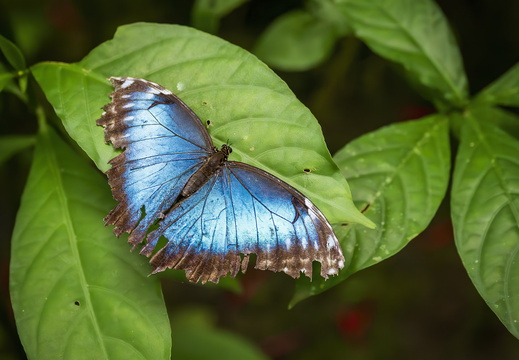 2025 Costa Rica La Fortuna Danaus Blauer Morphofalter Bild01 web
