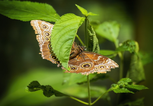 2025 Costa Rica La Fortuna Danaus Blauer Morphofalter Bild02 web