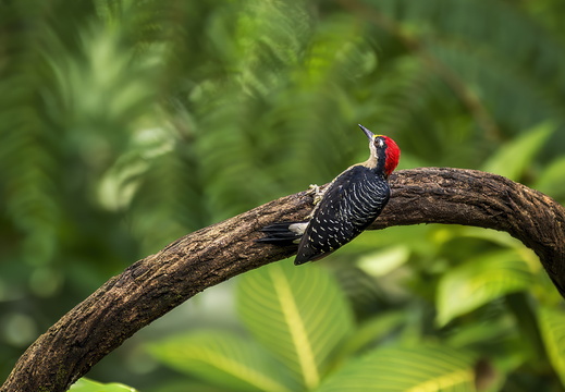 2025 Costa Rica La Fortuna Danaus Buntkopfspecht Bild01 web