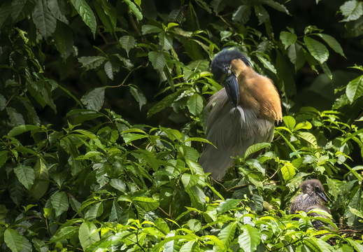 2025 Costa Rica La Fortuna Danaus Kahnschnabelreiher Bild04 web