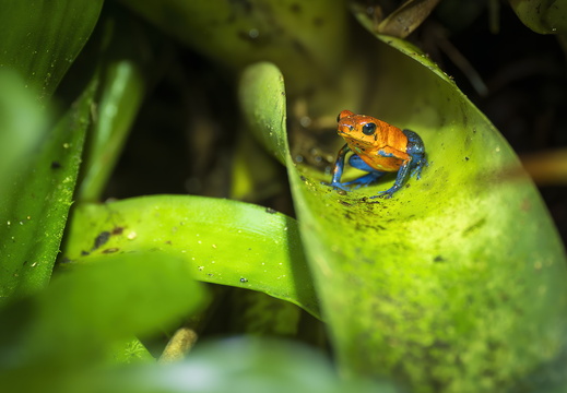 2025 Costa Rica La Fortuna Danaus Jeansblauer Pfeilgiftfrosch (Erdbeerfrosch) Bild01 web