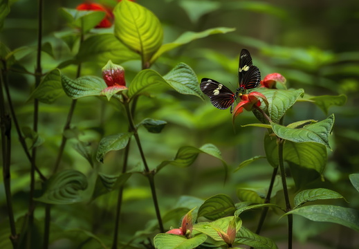 2025 Costa Rica La Fortuna Danaus Kleiner Kurier Bild02 web