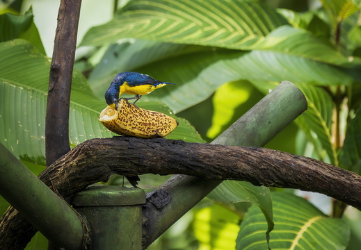 2025 Costa Rica La Fortuna Danaus Schwalbenorganist Bild01 web