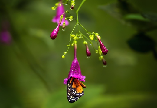 2025 Costa Rica La Fortuna Danaus Tiger-Passionsblumenfalter Bild01 web