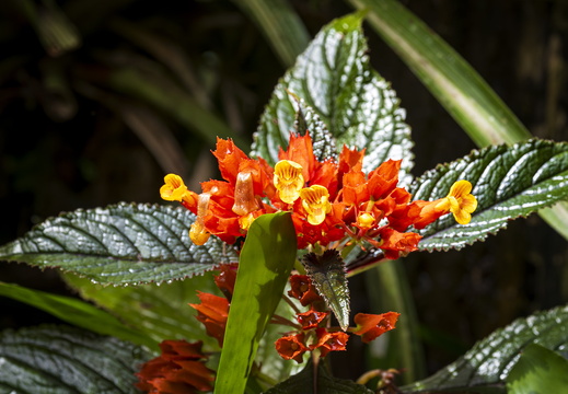 2025 Costa Rica La Fortuna Danaus Sonnenglocke Bild01 web