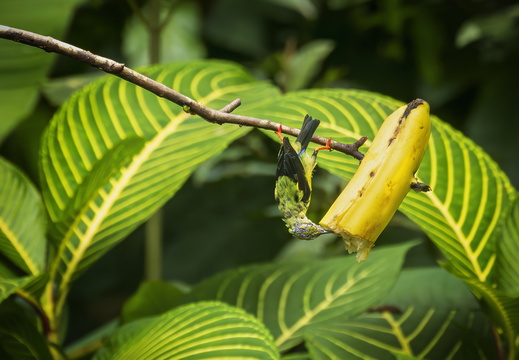 2025 Costa Rica La Fortuna Danaus Türkisnaschvogel Bild01 web