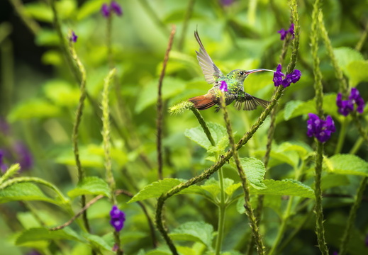 2025 Costa Rica La Fortuna Kolibri Braunschwanzamazilie Bild03 web