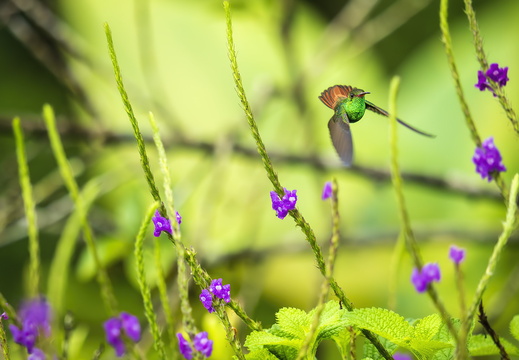 2025 Costa Rica La Fortuna Kolibri Braunschwanzamazilie Bild05 web