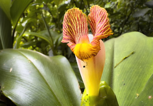 2025 Costa Rica La Fortuna Spiralingwer Bild01 web