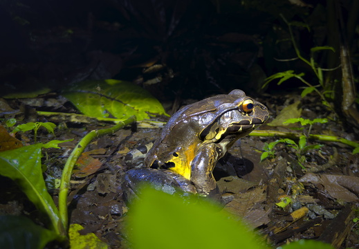 2025 Costa Rica La Fortuna Ochsenfrosch Bild02 web
