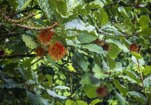2025 Costa Rica La Fortuna Rambutan (Mamon Chinos) Bild01 web