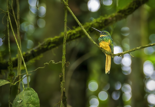 2025 Costa Rica La Fortuna Rotschwanz-Glanzvogel Bild01 web
