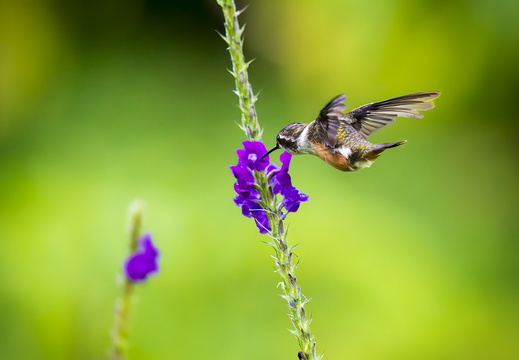 2025 Costa Rica La Fortuna Violettkehl-Sternkolibri Bild02 web