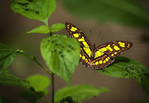 2025 Costa Rica La Fortuna Danaus Malachitfalter Bild01 web